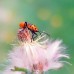 2.8X HD Macro Lens for Mobile Phones / iPhone 2.8X HD Macro Lens for Mobile Phones / iPhone