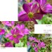 1.1X to 2.8X Magnification Variable HD Macro Lens for Mobile Phones / iPhone 1.1X to 2.8X Magnification Variable HD Macro Lens for Mobile Phones / iPhone